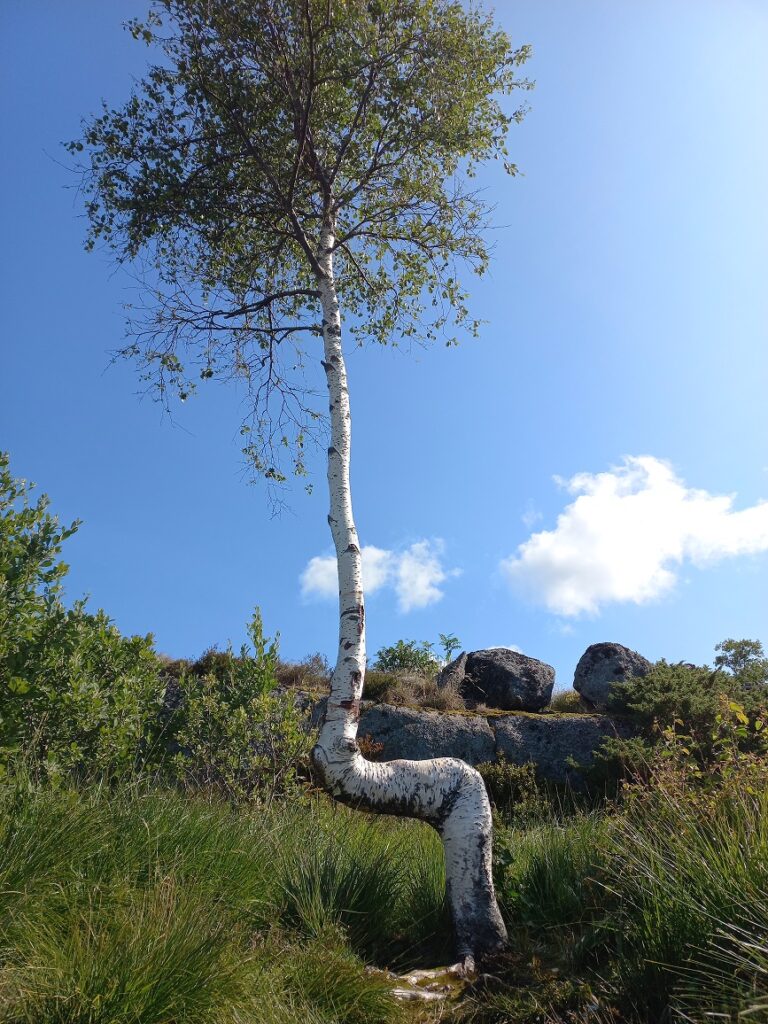 Baum, Resilienz stärken