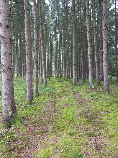Bäume, Wald , Verantwortung übernehmen