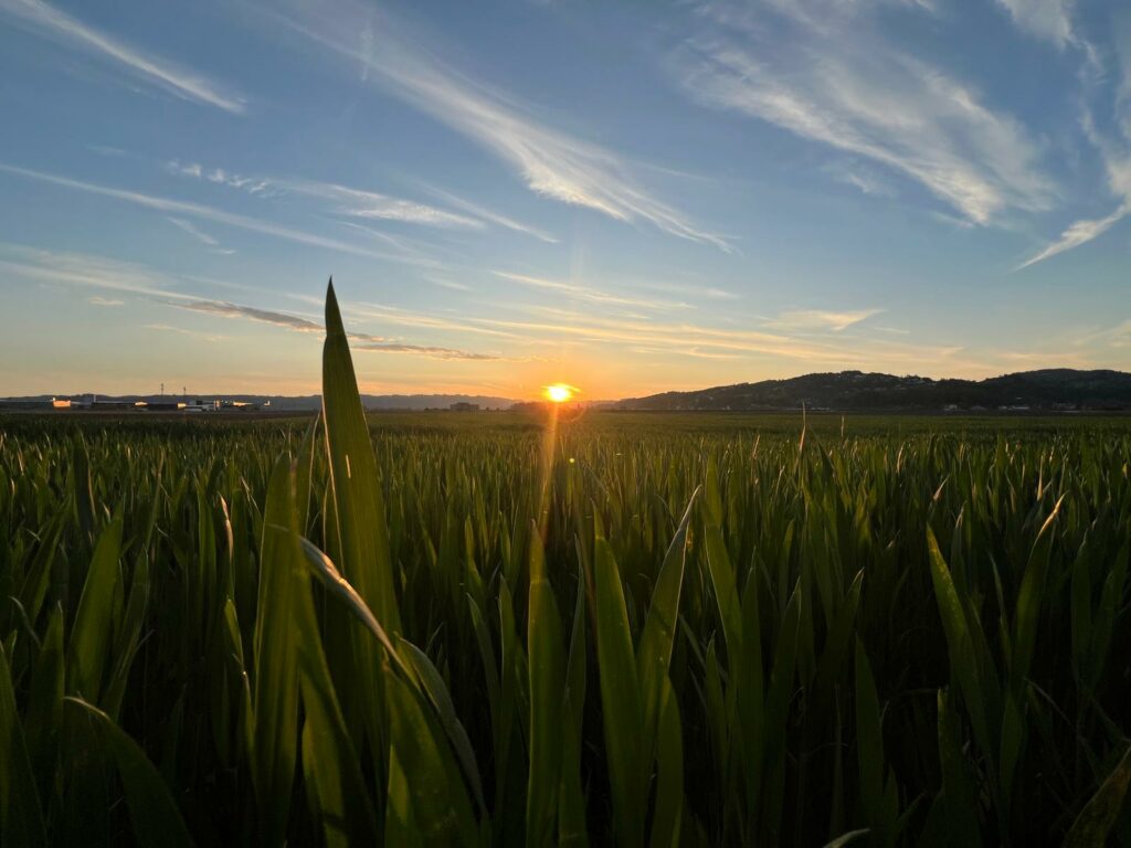 Gräser, Feld , Sonne, Opferrolle verlassen
