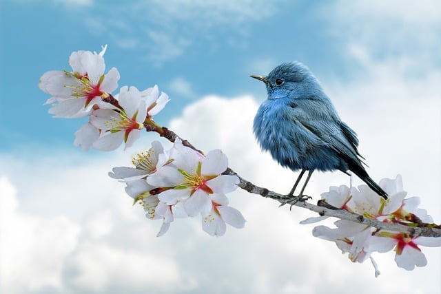 Vogel, Blau, Wolken
