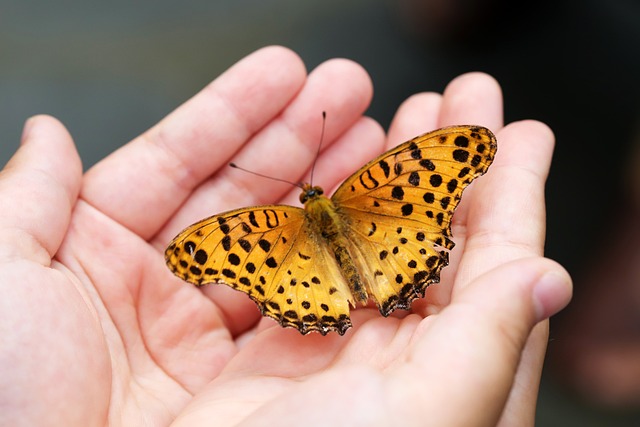 Schmetterling, Insekten, Hand, Tranformation