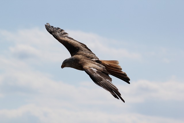 Adler, Natur, Vogel, Intuition