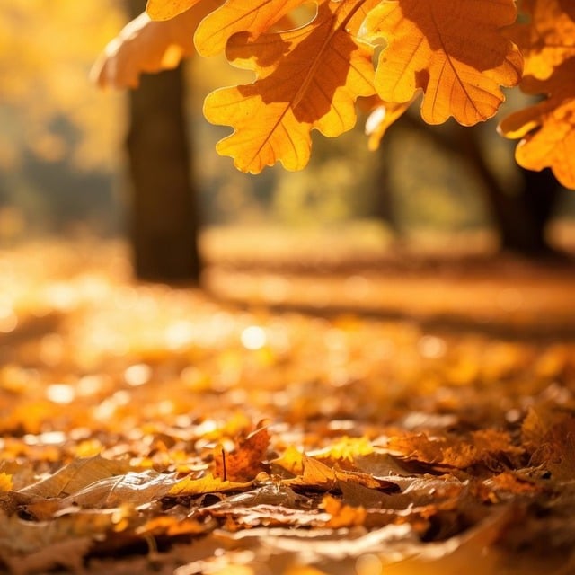 Bäume, Blätter, Herbst, Akzeptanz, Loslassen